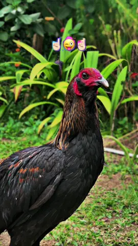 Gini bang? #trendayam🐔 #ayamimportfilipin🇵🇭 