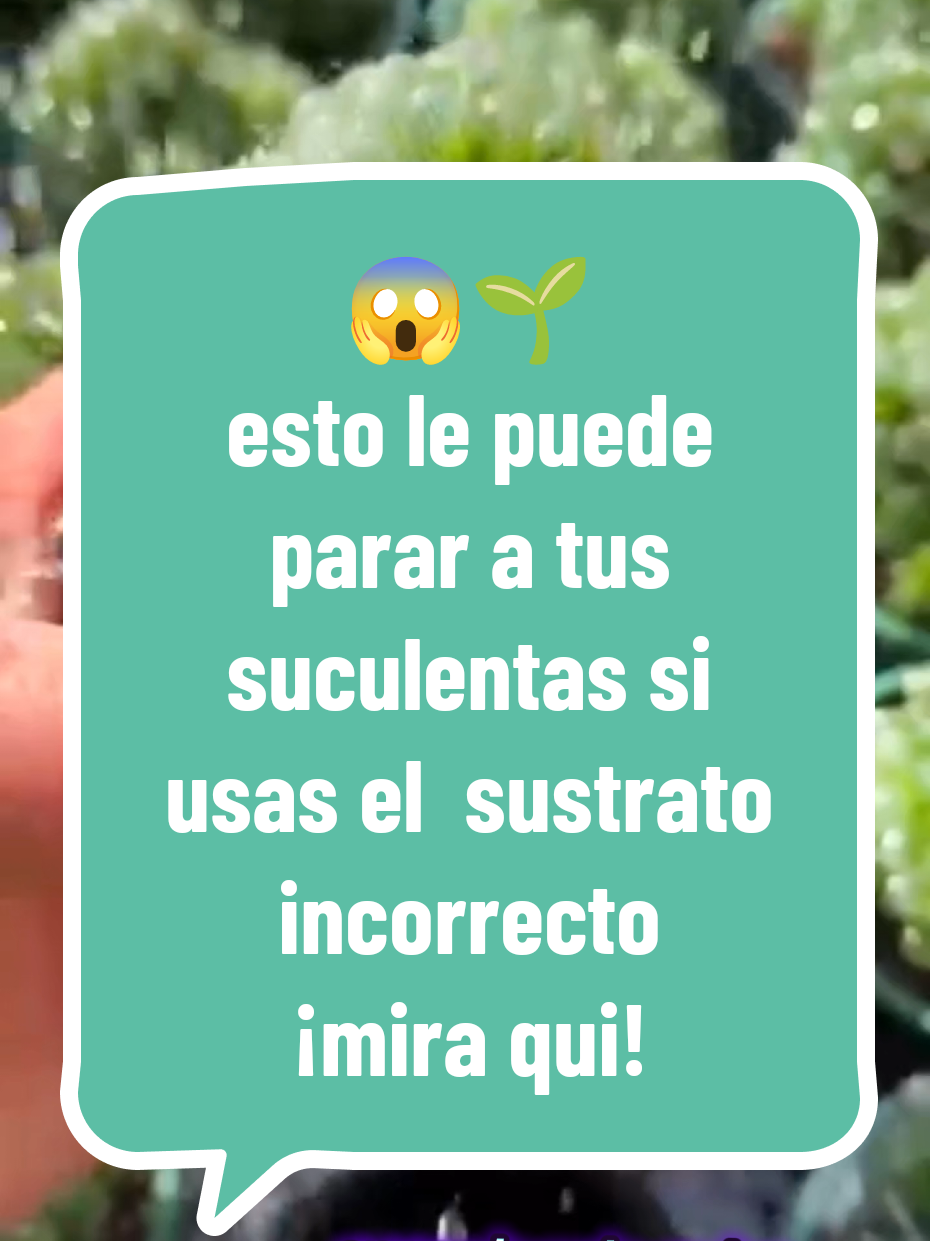 ¿Sabías que el sustrato incorrecto puede matar tu suculenta? ¡Pero no necesitas gastar dinero para solucionarlo!  Con ingredientes que ya tienes en casa puedes hacer uno perfecto. Mezcla 2 partes de tierra común, 1 parte de arena gruesa y 1 parte de ladrillo molido, carbón o perlita si tienes. Drena rápido y evita que se pudra. Comenta “quiero el paso a paso” y guarda este video. En nuestras clases  te enseño a preparar sustratos para todo tipo de suculentas. #jardineria #succulents #garden #plantok #suculentas 