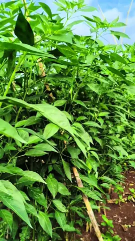 Đạm Cá Hữu Cơ Amino Giúp Cây Bật Mầm, Xanh Lá, Bung Cành, Đẻ Nhánh Mạnh, dùng được cho mọi cây trồng và mọi giai đoạn của cây #xuhuong #viral #fyp #nongnghiep #phanbonla #trongcay #damca 