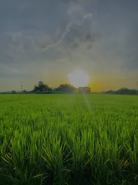 🌅🌾#วิวบ้านนอก🍃#ฟีดดดシ #fyp 