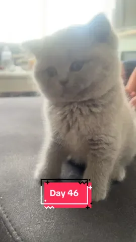 #ViralCats #CatLoversClub #CatContent #BritishCat #BritishBlue #british #BritishShorthair #CatSoftTikTok #cutekitty #dollar #newborn #kittylove #kittys #keşfetteyizzzzzzz #fyp #sevimli #kedilerim #cat #keşfetbeniöneçıkar #keşfetteyizzz 