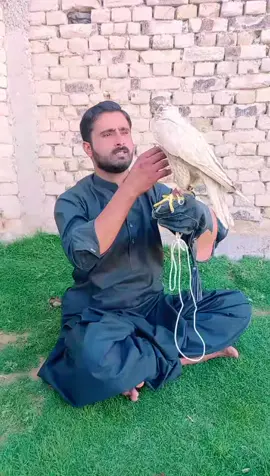 #hunterzehri #falcon #video #ti̇ktok #foryou 