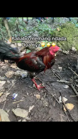 Terima kasi kaliabo sdh bertahan ke titik ini#salamsatuhoby #philippines🇵🇭tiktok #fypシ゚viral🖤tiktok #salamsatuhobby 