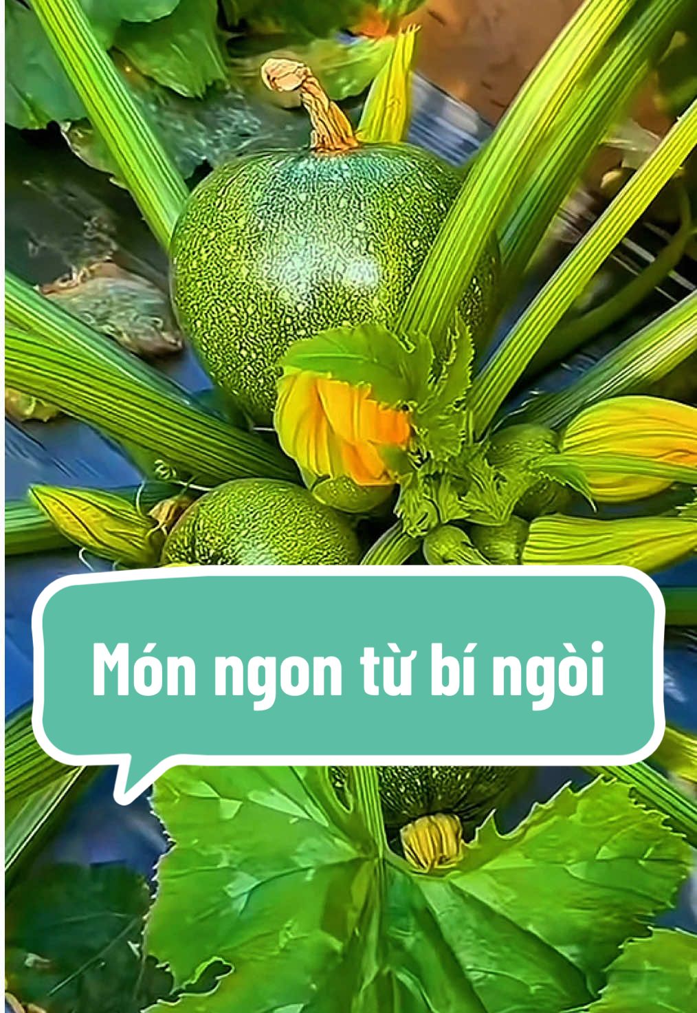 Món ngon giàu dinh dưỡng từ bí ngòi tròn#xuyennongdan #bingoitron