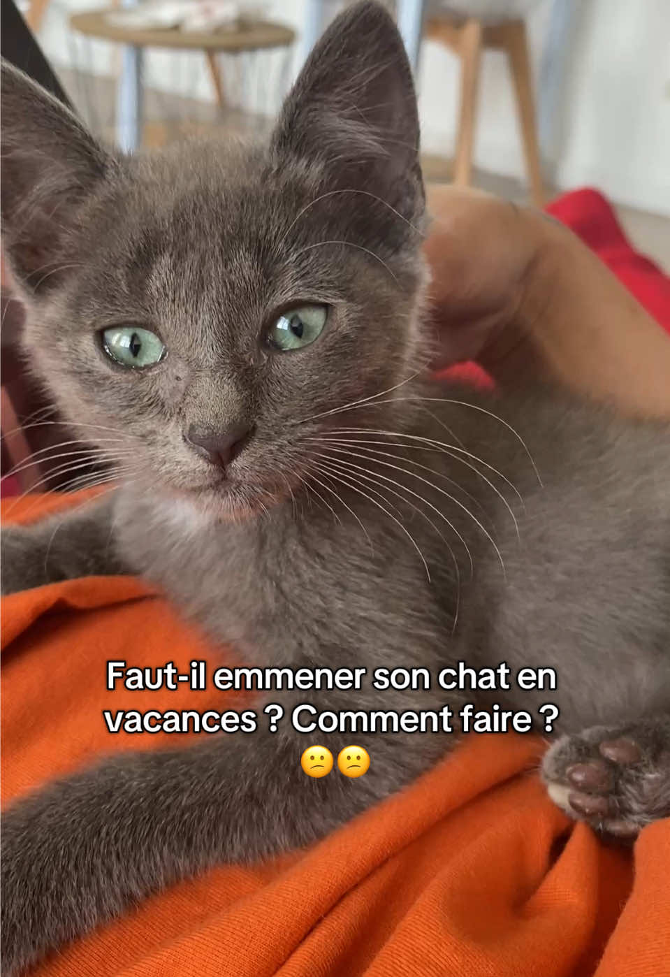 Je suis preneuse pour tout conseils et astuces. Merciii 🙏  (Ps : mon chat est un peu peureux de l extérieur)  #CatLover #Chat #kittensoftiktok #fypp #pourtoi 