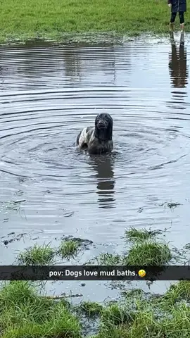 Dogs like to play in mud puddles.🤣#dog#funny#funnyanimals#funnypets#animals #dogsofttiktok #pet #foryou #longervideos