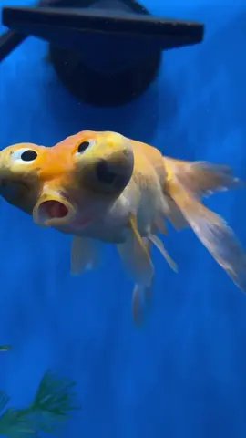 Funny fish #fish #fishing #animals #funnyvideos #funny #funnytiktok #cute 
