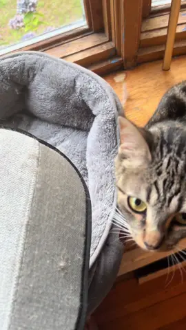 Say goodbye to fur mess in seconds! 🐾 🐶🐱 The X-Master Reusable Pet Hair Remover Glove makes de-shedding stress-free and efficient. Perfect for couches, pet beds and cat trees, it removes embedded hair with gentle strokes—no sticky residue, no lint rollers.  Easy to use and washable—just rinse and reuse. Keep your home fur-free with comfort and convenience! #PetsOfTikTok #catmom #dogmom #tiktokmademebuyit 