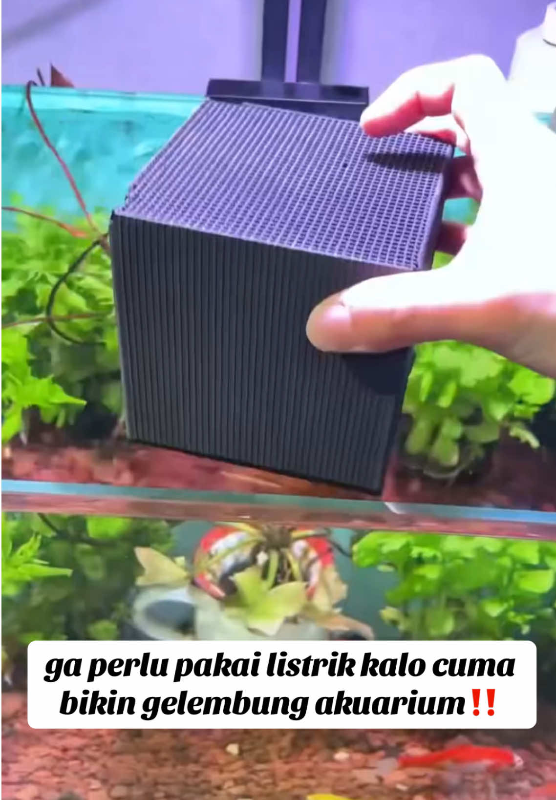 aerator tanpa listrik, cek bio‼️ #lepet #lepetaquarium #keepers #akuarium #aquarium #gelembung #gelembungaquarium #aerator #aeratoraquarium 