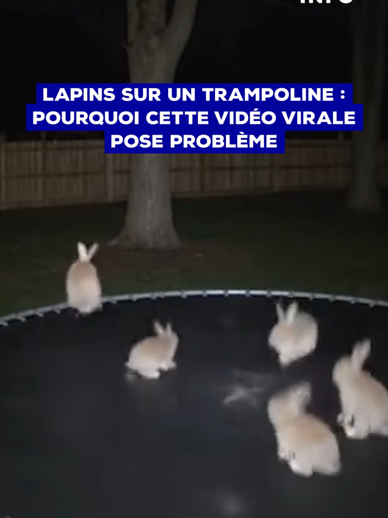 🥹 Des lapins qui sautent sur un trampoline... Il n'en fallait pas plus pour attendrir les internautes et rendre la séquence virale. Cette vidéo prétendument issue d'une caméra de vidéosurveillance est en réalité fausse, générée par intelligence artificielle. Une pratique qui se répand et qui pose problème, jusqu'au plus au sommet des États ! Les Vérificateurs #infox #IA #animaux #actualite