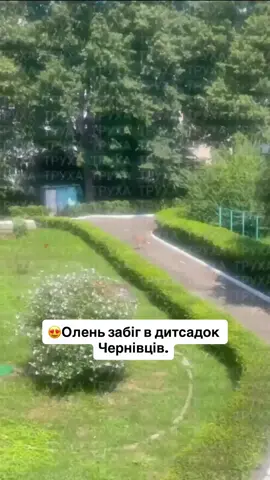 😍Олень забіг в дитсадок Чернівців. #typical_cv #chernivtsi #чернівці #буковина #садок