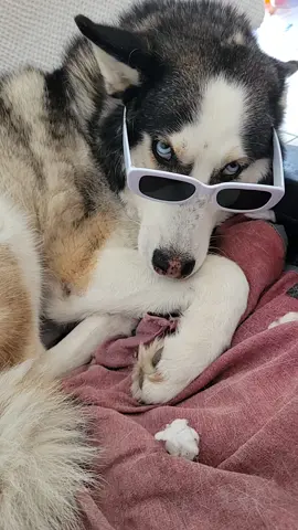 Don't mess with him when he is tired #foryou #fyp #פוריוישראל #טיקטוקישראל #tiktok #husky #dogsoftiktok #dog #פוריו 