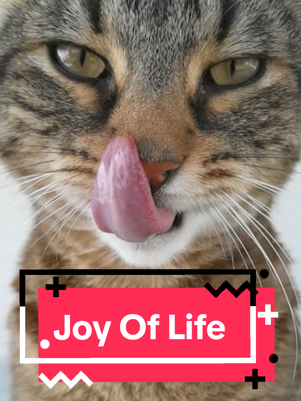 Joy of Life 💖😻☀️😻💖 New Dj Koh single is out 💚🎶💚 Find all Misti Koh and Dj Koh songs on major streaming platforms 💝 #cat #catsoftiktok #viral #fyp 