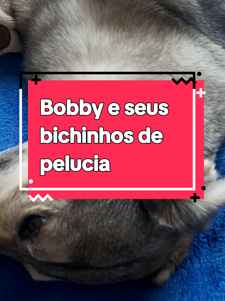 #bobbytiktok #tiktokdogs #bobbyamigo #bobbyfans #