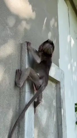 Climbing so high is a hurry #animalsconfusingbehavior #monkeybecomesaware #wildlifezerodistance #magicalanimalsonTikTok #monkey🐒 