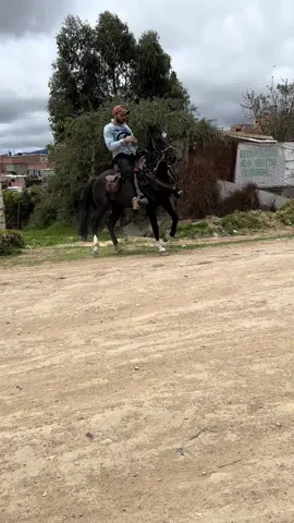 #caballos #campo #rancheras #elagropecuario #antonioaguilar🇲🇽 #videoviral #colombia #fyppppppppppppppppppppppp 