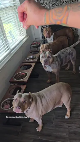 So stinking Smart 😆🤩😉 817-995-8725  🐾🐾 We Don't Find Homes for new Dogs...We Match Perfect Homes for Perfect Pups 😊 www.Burlesonbullies.com 🐾🐾 #BurlesonBullies #GotTex #FckSloppy #GotBurleson #USA 