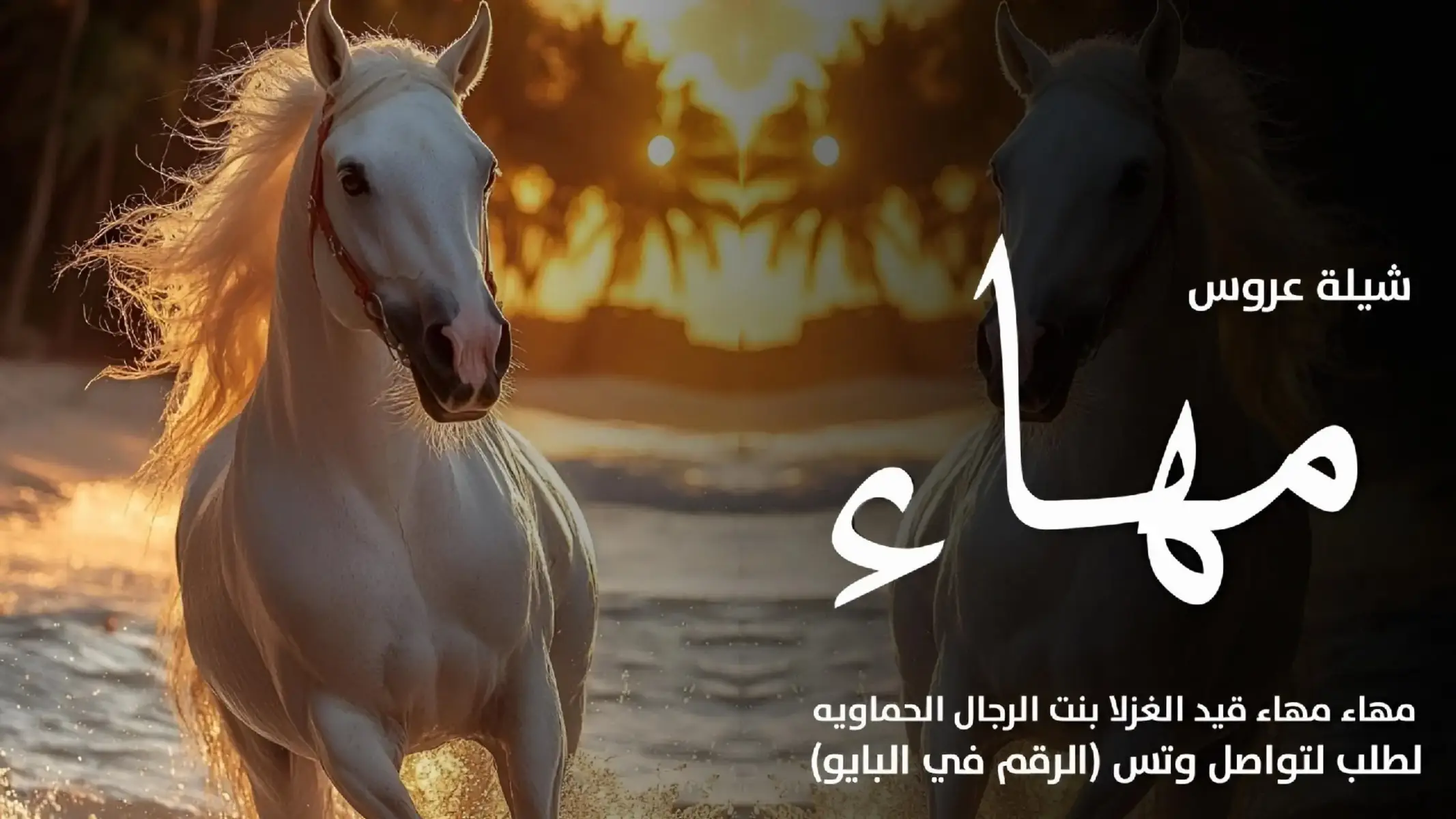 #شيلات #شيلة_عروس_رقص #شيلات_2025 #شيلات_زواج #شيلات_عريس#شيلات_ام_المعرس #شيلات_مدح_للحريم 