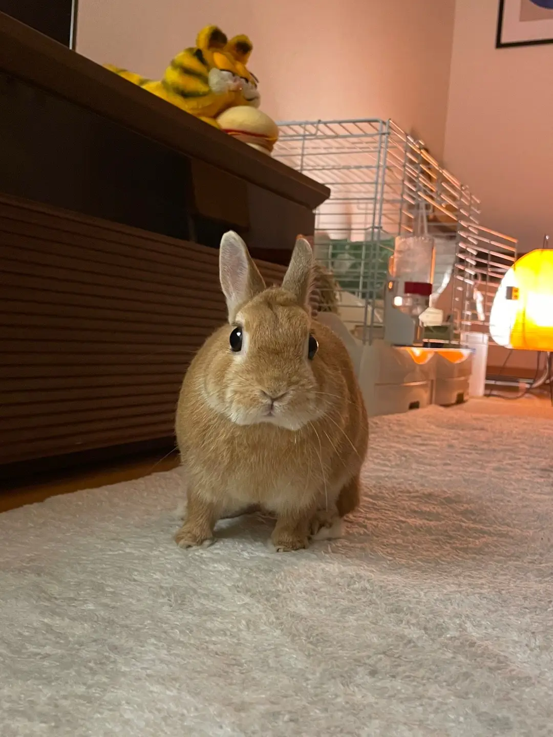 部屋を走り回ったり、隠れてみたり、一緒にくつろいだり…毎日楽しいね🫶🏻 #netherlanddwarfrabbit #rabbit #rabbittiktok #fyp #うさぎのいる暮らし 