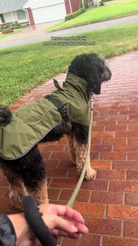 Does your dog like to walk even if it’s raining? #dog #dogtok #dogwalk #dograincoat #dogwintercoat #petaccessories 