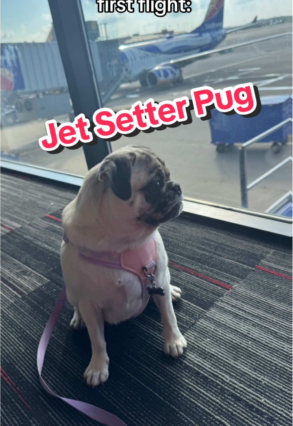 She did so well! Thanks to the @Southwest Airlines crew for her water and being so kind #jetsetter #pug #gooddog 
