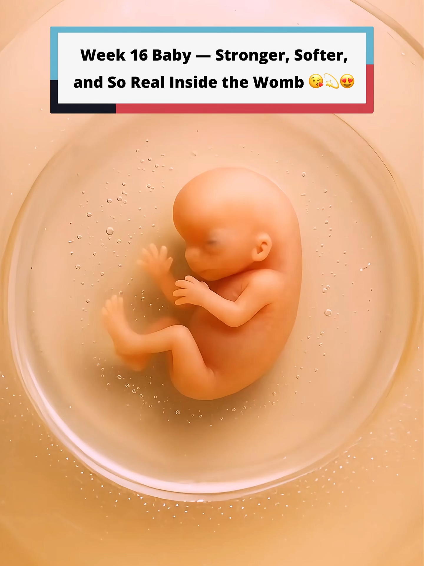 16 Weeks Pregnant — Tiny Bones & Silent Movements Inside the Womb. At 16 weeks, your baby is about the size of an avocado — around 4.5 inches long. Their bones are hardening, and they’re starting to move their arms and legs more freely. You might not feel it just yet… but your baby is stretching, turning, and learning how to move. Facial muscles are developing too — which means your baby may already be frowning, squinting, or even smiling in the womb. 🥹 Their ears are still forming, but soon they’ll begin responding to sound. For now, they’re quietly growing — safely tucked inside your love.  That’s what your baby looks like at 16 weeks inside the womb. #pregnancytiktok #pregnanttiktok #pregnantlife #16weekspregnant #16weekspregnancy #babyinsidemomsbelly #babyinsidetummy #babyinsidemytummy #babyupdate #babyinsidewomb #fetus #womb #pregnancy #secondtrimester #16weeksbaby #viral #foryou #foryoupagе #fyp #viraltiktokvideo #us #unitedstates #UK #unitedkingdom #prolife #prochoice #abortion #germany