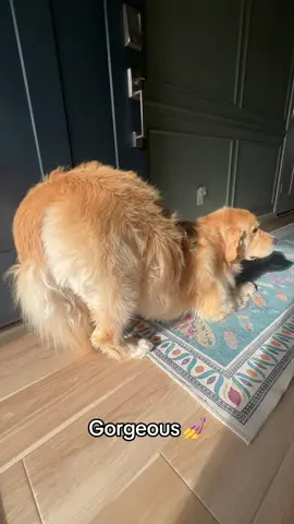 That’s Benny!  #goldenretriever #dog #dogsoftiktok #pet 
