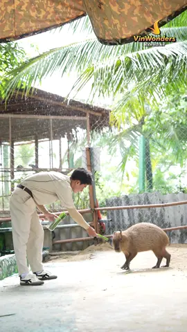 Đến VinWonders Nam Hội An mà không lên kèo với 