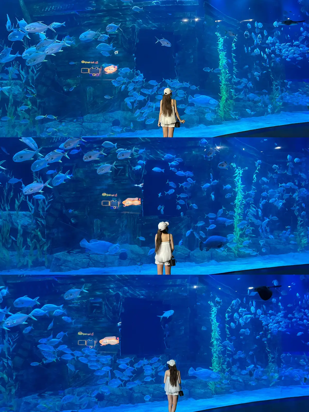 🪼🧜‍♀️🪸🪸🧜‍♀️#aquarium #thuycunglottehanoi #fyp #fishy #xuhuong