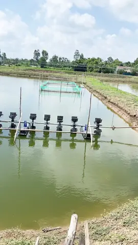 Anh e quan tâm mô hình nuôi cá rô phi chuyên canh hoặc nuôi ghép với thẻ chân trắng thì liên hệ e 0947411880#aivicakeo79 #kinhnghiemnuoicakeo #bạclieu94 #thuysan #aivicakeo #aivithuysan #kinhnghiemnuoicarophi 