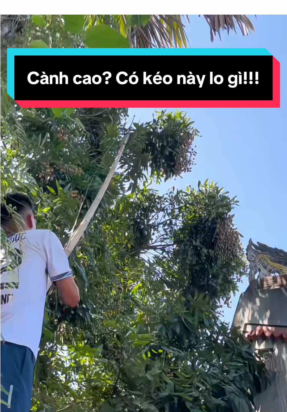 🌱 Nhà có vườn – nhất định cần kéo này!!! Cắt gọn, hái nhanh – khỏi lo trèo cây! #xuhuong #keocatcanh #keocatcanhcay #keocatcanhcaytrencao #keohaiquatrencao #thuhoach #lamvuon #nhavuon #nongnghiep #viral 