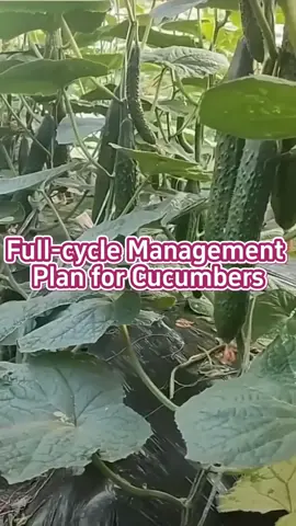Full cycle management plan for cucumbers. #garden #gardening #gardeninghacks #gardentok #gardentips #gardening101 #gardeningtips #plant #planting #plantlover #planttips #planttiktok #plants #farm #farmlife #farmer #farming #farmtok #agriculture #agriculturetiktok 