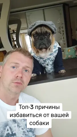 #французскийбульдог #собака #собакаприколы #бульдог 
