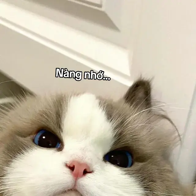 E thức khuya coi chừng bị 👻 bắ đấy=)))  #memes #foryou #foryoupage #xuhuong #tinhyeu #fyp #xh #tiktok #meo 
