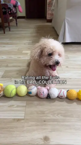 My dog tested every ball he owns, and the winners?? 🎾 The adorable balls from dear hooman!  ✔️ Super bouncy ✔️ Soft (no nose boinks) ✔️ Just the right size for max zoomies Will this be your doggo's new obsession? ✅ #dearhooman #petssg #pettoys #fyp #fypsg #dogtoys #dogballtoys #creatorsearchinsights 