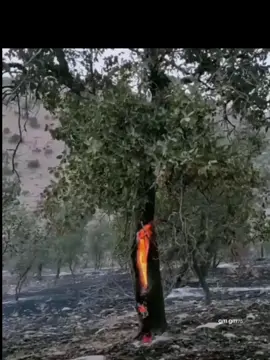 الصوره ملتقطة من غابات زاغروس