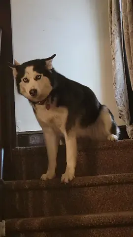 tantrum. 🤣#huskylife 