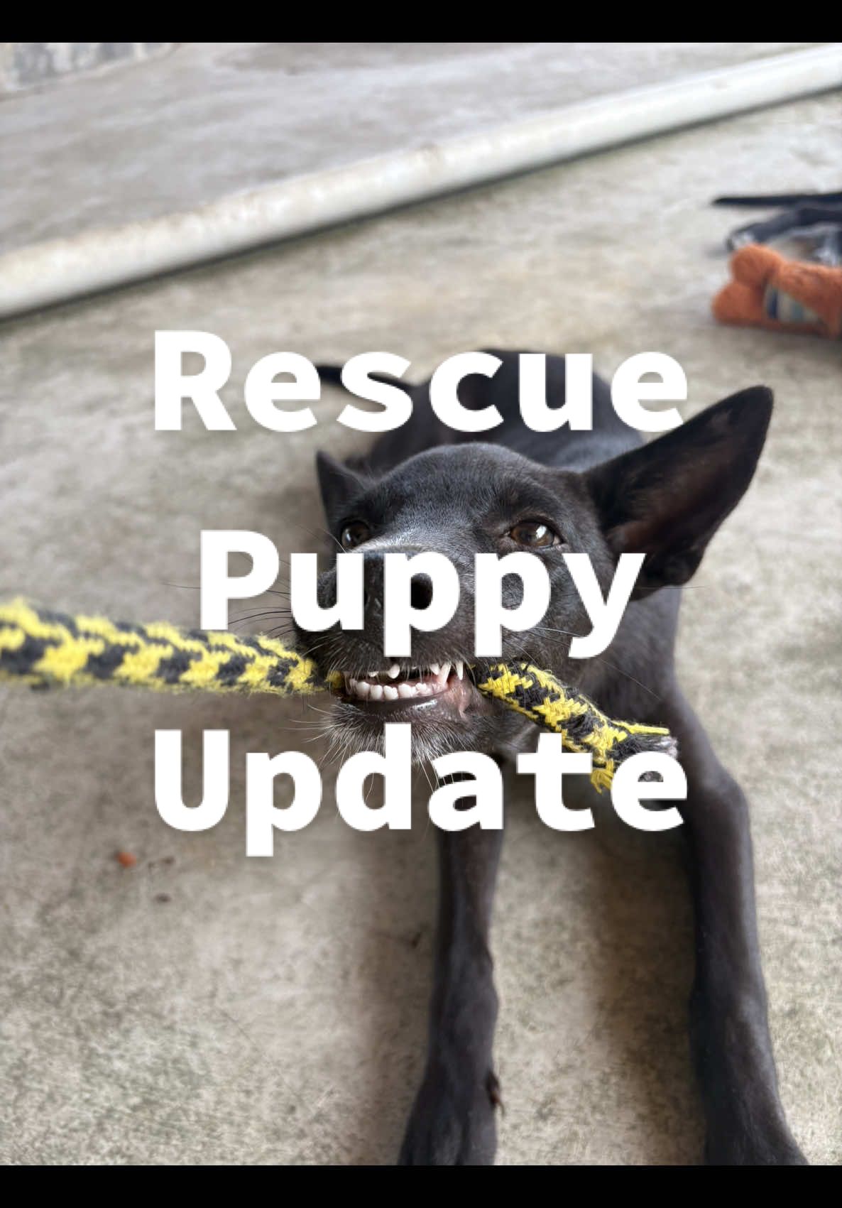 2 month update of the my rescue puppies ❤️ some days I’m like what did I get myself into lol but I love it 🐾