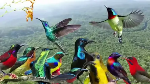 suara pikat semua burung Kolibri mp3 di jamin ampuh#suarapikat #pikatburung #suarapikatburungkecil #promoseruweekend 
