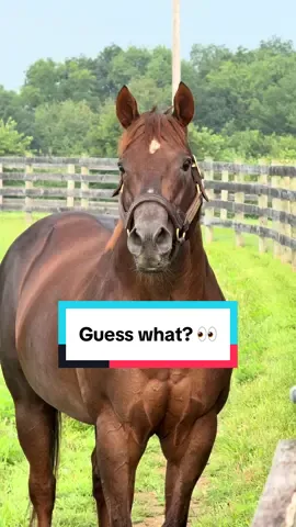 Smarty Jones is telling all his friends the good news! #KentuckyDerby #HallOfFame #News #Famous  🎥: @BloodHorse | Sean Collins 