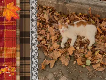 Fall is so sigma! (Not my pictures, their from Pinterest and 3 of them are mine )  #fall #autumn #haloween #halloween #october #cats #moodboard #fallaesthetic #autumnaesthetic 