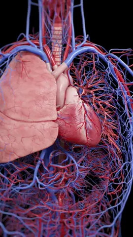 Your heart beats. Your lungs expand. Your bronchi carry air to every corner. This 3D animation shows how these three work together in perfect sync. Based on SciePro’s 3D anatomy model. Available for B2B licensing — link in bio. #Science #medical #meded #3d #3dmodel #zbrush #sciart #medart #medstudent #anatomy #animation #scicomm #med #heart #lungs #bronchi