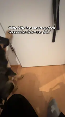potty training mit jungen welpen.. #hundeauftiktok #foryou #hundeliebe #welpenerziehung #pottytraing