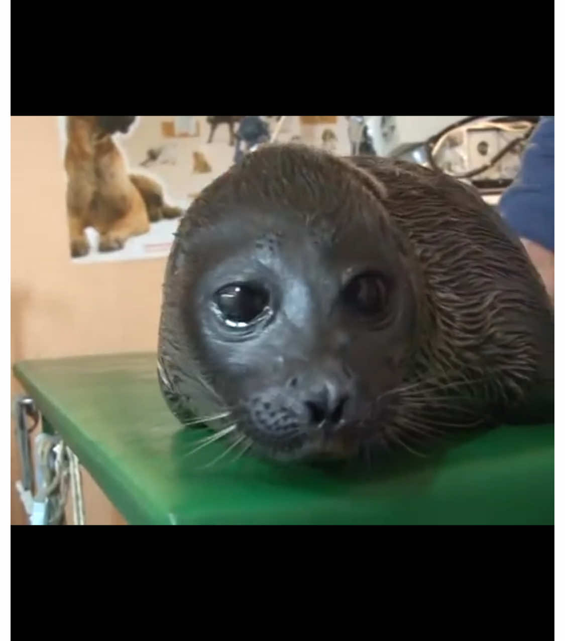Hi everyone👋 A baby seal gets a check-up from the vet — everything looks good and it's healthy🦭💌 #seal #cutepets #funnyanimals #foryou #fyp #viralanimal #animalsoftiktok #aww #cutenessoverload