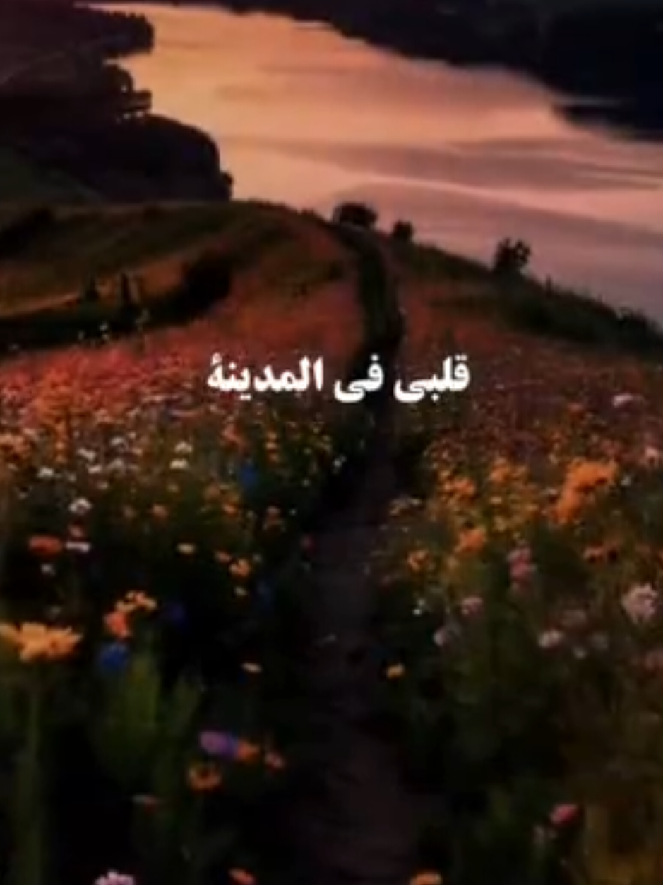 نشيدة  #mostaphe  #قلبي_في_المدينه_وجد_سكينه  @garilante  @Keydka Culimada ❤️❤️‍🩹  @Ducaysan official🕊🦋  #Allah  #islamicnasheed #videoviral #arabicnasheeds #arabicsongs #islamic_video #islamicbackground 