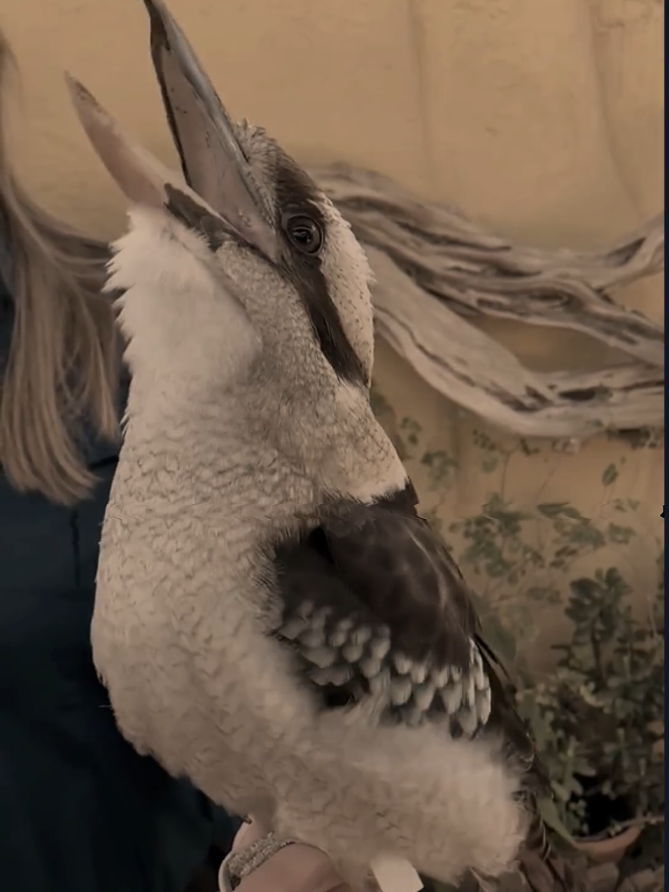 ternyata pemilik burung ini punya akun tiktok juga😱💀 #foryou #fypシ゚ #kicaumania #kicaumaniaindonesia #kicaumanianusantara #birdsoftiktok #xyzbca #foryou #fypシ゚ 