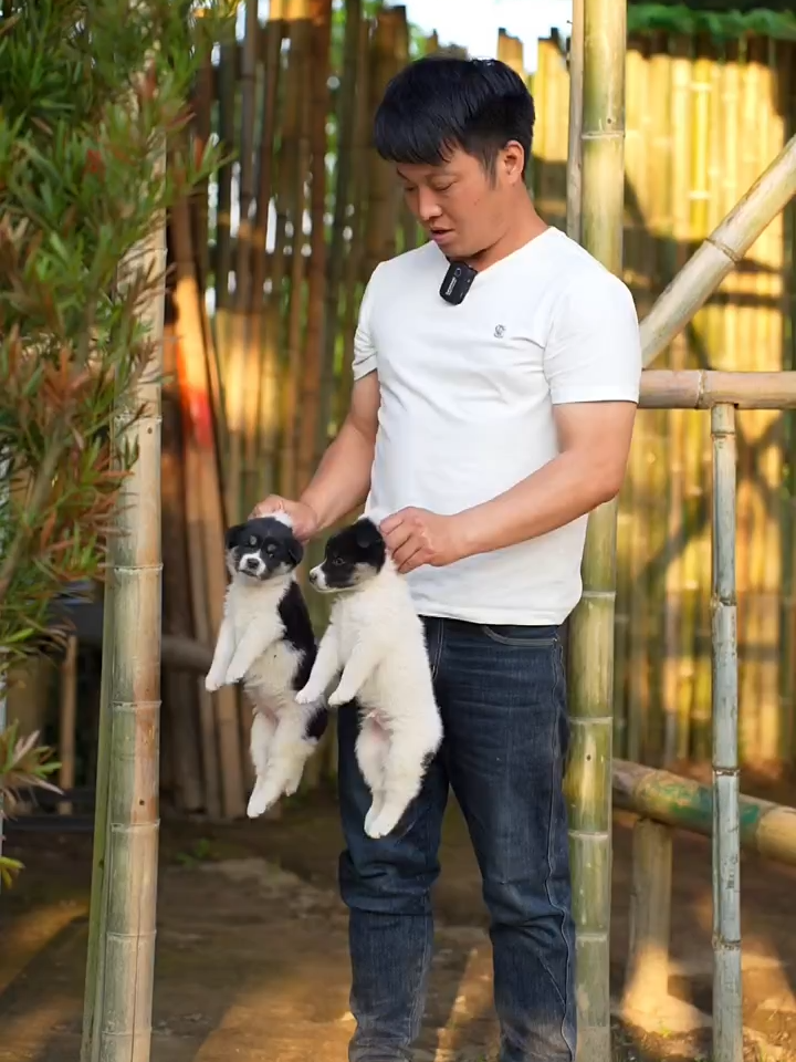 3xyycdipi3pnj24这么可爱的小狗为什么要丢掉呢？
