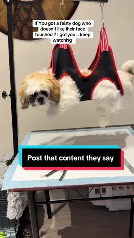 They said post 5 product videos daily to earn 🤑 so we shall see. #dog #dogsoftiktok #dogsvideo #puppy #puppytiktok #puppylife #puppydog #dogstuffyouneed #dogstuff #tiktokshop #tiktok #shihtzu #shihtzusoftiktok #shihtzupuppy #DIY #diypetgrooming #petgrooming #fypシ #fypシ゚viral #fypage #postthecontent #contentcreator #content 