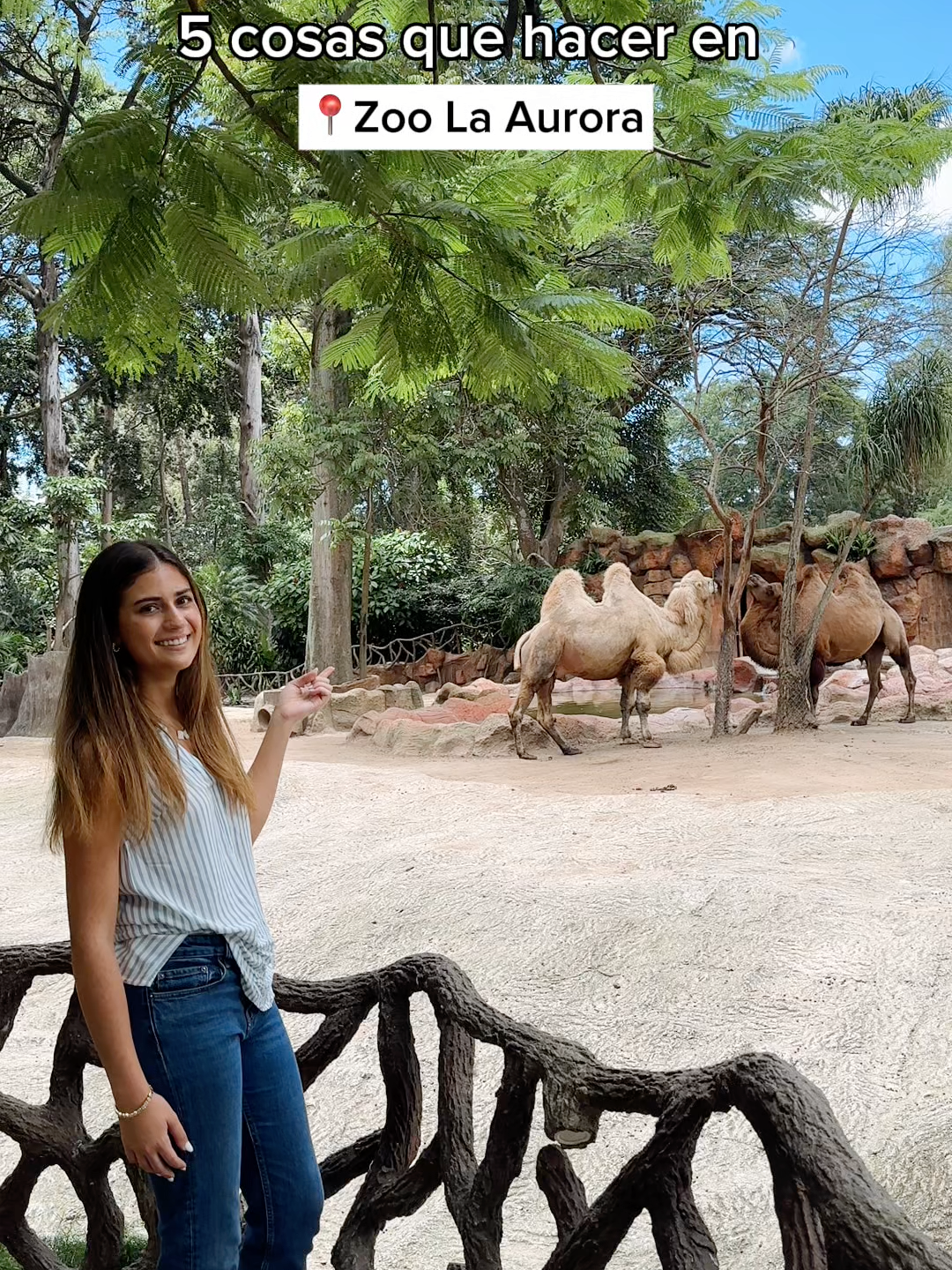🎉 ¡Vive momentos inolvidables en el Zoológico La Aurora! 🐾🌿 Además de recorrer nuestros espacios, podés ser parte de experiencias únicas que conectan a grandes y pequeños con el mundo animal. 🍃 Conocé nuestros servicios especiales del día: 🦜 Alimentación de pericas 10:00 a.m. a 1:00 p.m. | Q5 por persona 🐪 Alimentación de camellos 10:00 a.m. a 11:00 a.m. | Q10 por persona 🐹 Cuyo Grooming (cepillado) 11:00 a.m. a 1:00 p.m. | Q5 por persona 🦒 Alimentación de jirafas 10:00 a.m. a 11:00 a.m. y 2:00 p.m. a 3:00 p.m. |  Q10 por persona 💚 Porque las mejores experiencias se viven, se aprenden… ¡y se recuerdan!