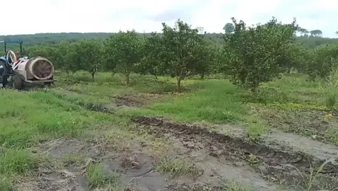🍊 Mandarina Satsuma en excelente estado de desarrollo. Un buen manejo nutricional y sanitario se refleja en cultivos vigorosos y productivos. En Agroquímicos Arca trabajamos contigo para obtener los mejores resultados en campo. 📩 Contáctanos y recibe asesoría técnica especializada en cítricos. #AgroquímicosArca #MandarinaSatsuma #Cítricos #NutriciónVegetal #ProtecciónDeCultivos #AsesoríaTécnica #CampoProductivo